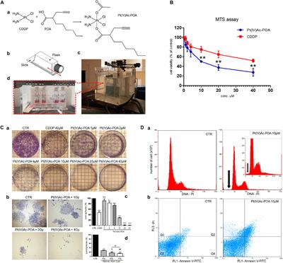 A New Platinum-Based Prodrug Candidate for Chemotherapy and Its Synergistic Effect With Hadrontherapy: Novel Strategy to Treat Glioblastoma